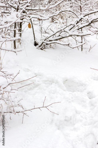 Winter forest. Snow on the branches of trees.