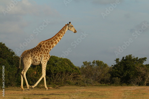 Giraffe walking at sunset in the South African bush.