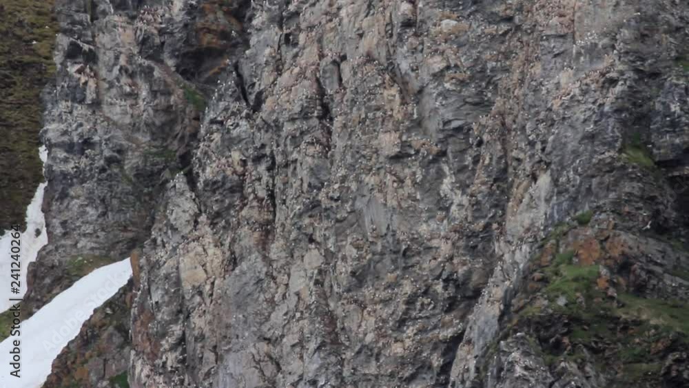Kittiwakes Colony flying near snowy cliff Beautiful shot from Norway of Kittiwakes flock flying near Snowy Mountain Kittiwakes Colony flying near snowy cliff Beautiful shot from Norway of Kittiwakes flock flying near Snowy Mountain