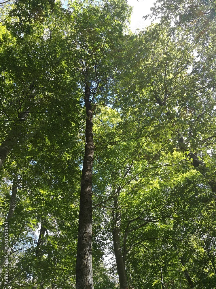 Fototapeta premium Wunderschöne Buche im Odenwald