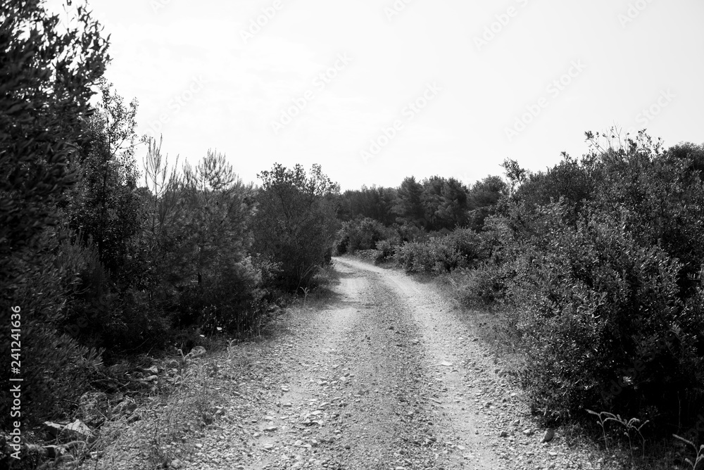 Black and white image of an empty macadam and dusty road trough wilderness and forest of Croatian island Brac. Road trough nature during summer. Gravel road. Black and white image of an empty macadam and dusty road trough wilderness and forest of Croatian island Brac. Road trough nature during summer. Gravel road.