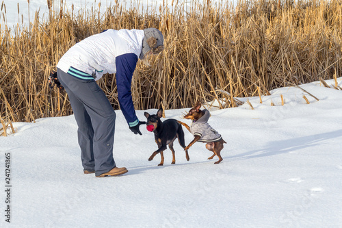 Pinscher dog playing outside in winter time with their owner