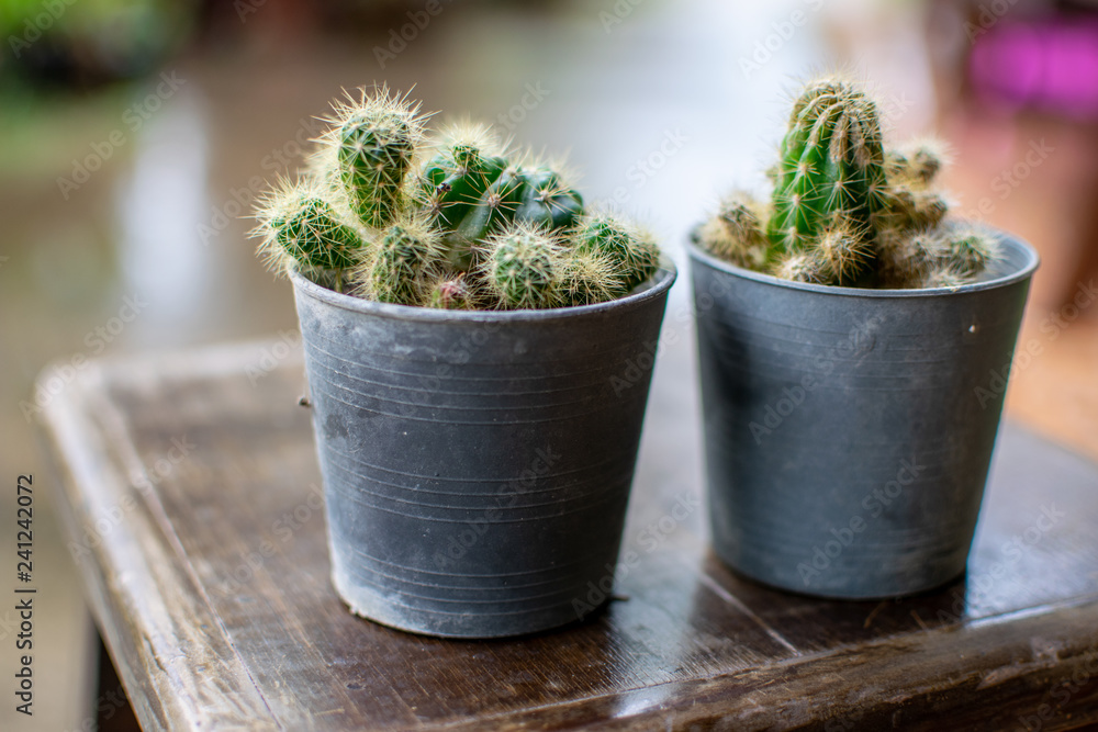 A small cactus used to decorate A small cactus used to decorate