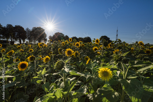 Sonnenblumen unter der Sonne © Alessandro2802
