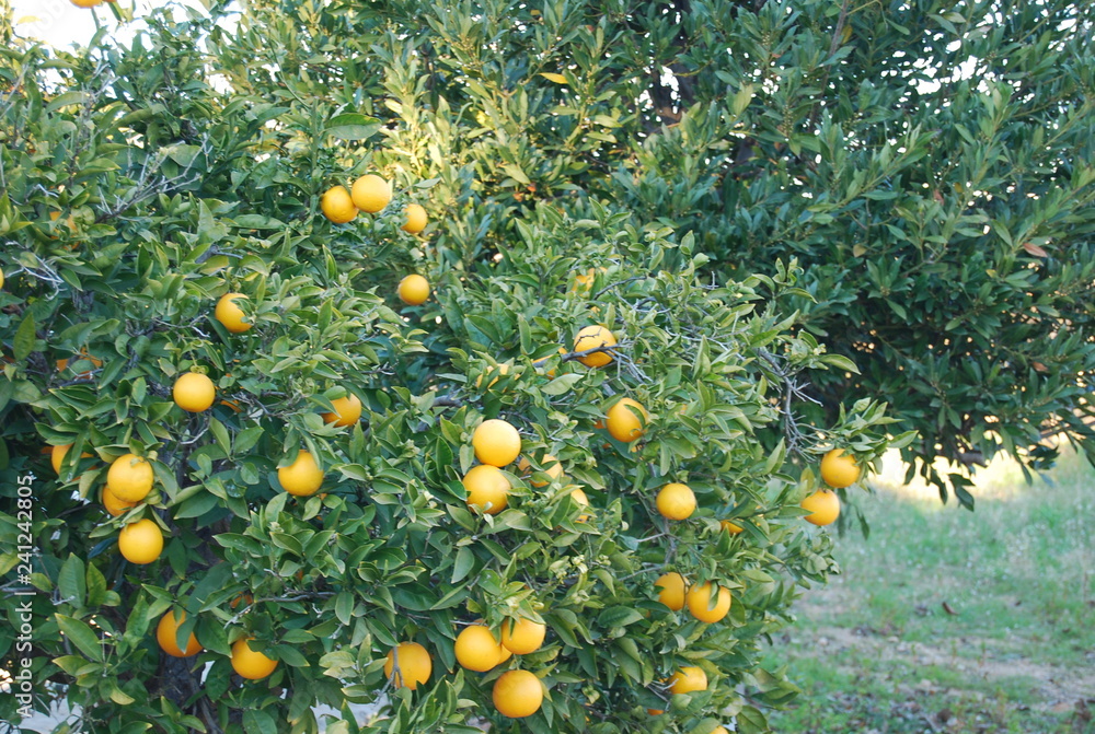 Valencian Orange Tree