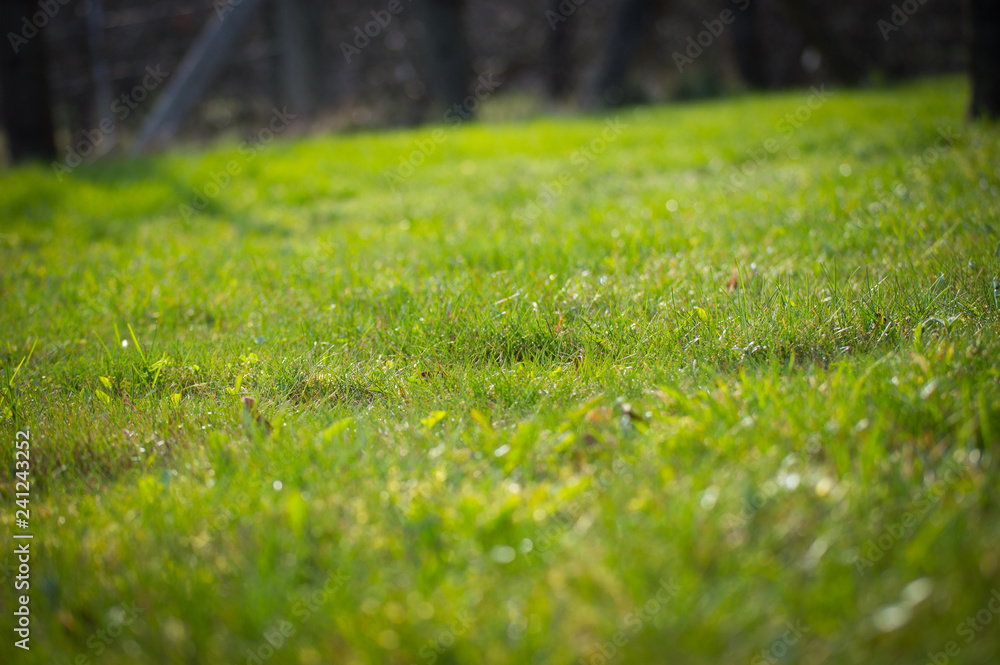 Naklejka premium Grass