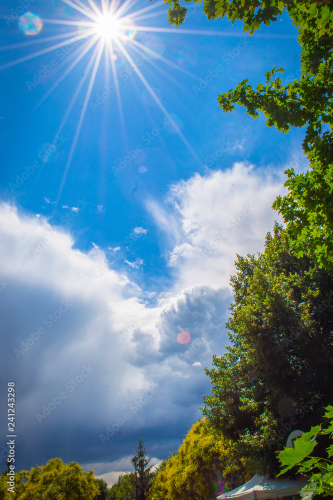 Obraz premium Sunshine forest