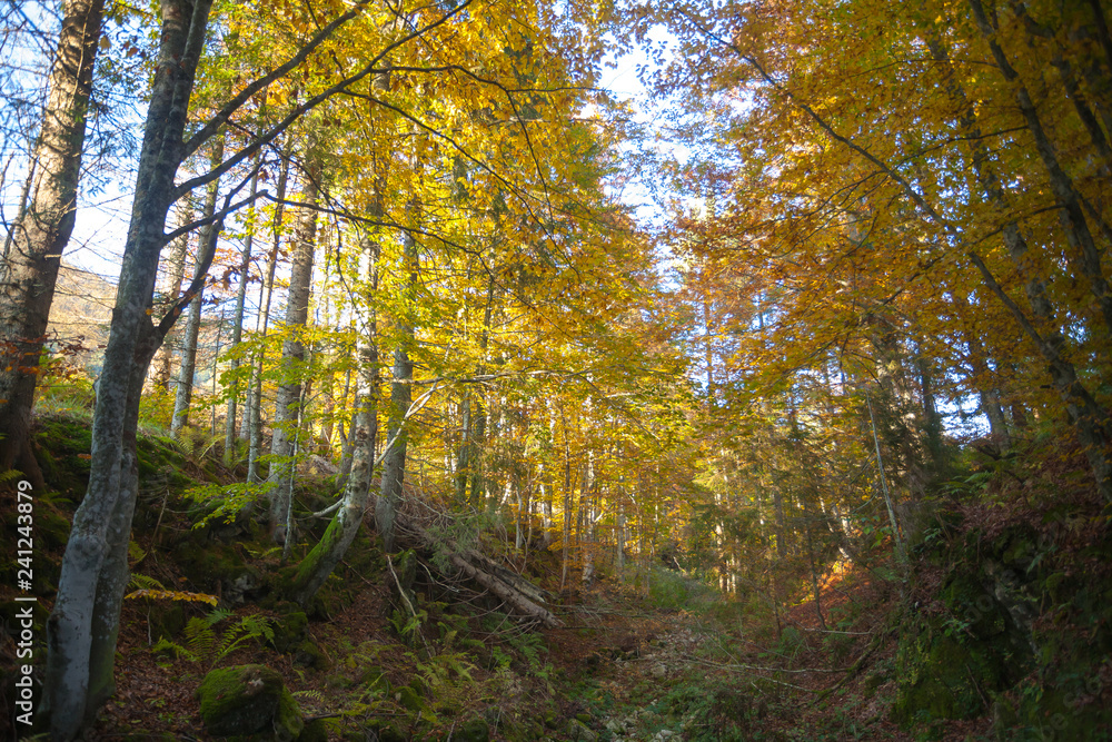 Trees in autumn season background. Autumn lansdscape Trees in autumn season background. Autumn lansdscape