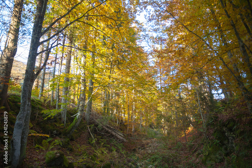 Trees in autumn season background. Autumn lansdscape