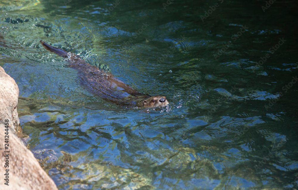 Fototapeta premium River Otter