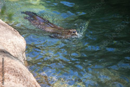 River Otter