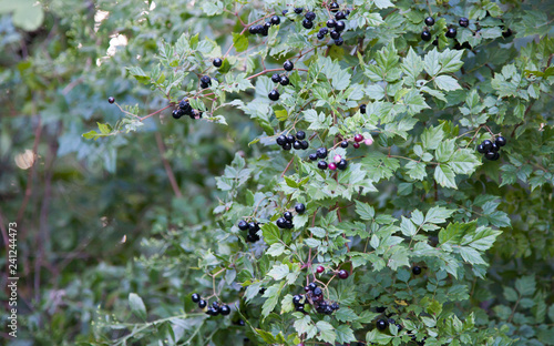 фотографія Lush green oval leaf privet hedge with clusters of dark purple berries growing w