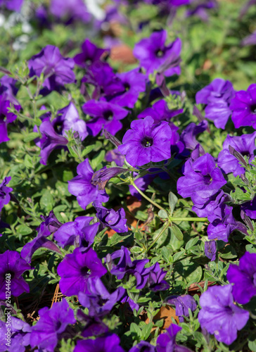 Purple Petunias