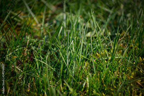 Grass