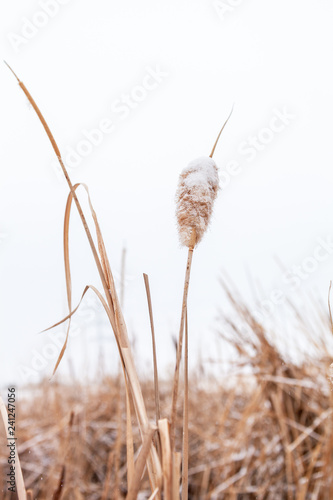 Cattail In Winter