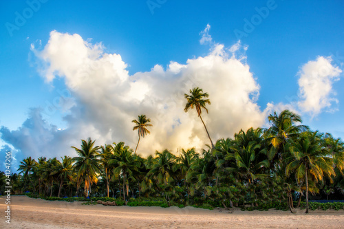 palm trees in front of a cloudy sky © Benjamin