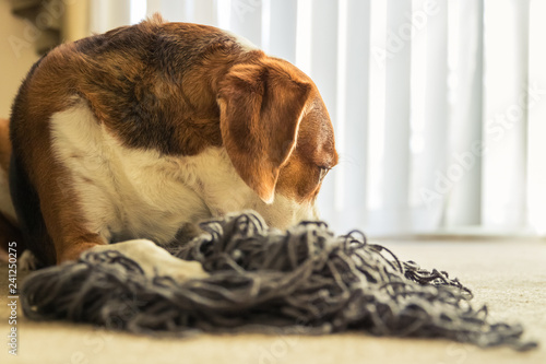 A Beagle dog laying down in a mess of tangled yarn.  Beagle dog laying down in a mess of tangled yarn. photo