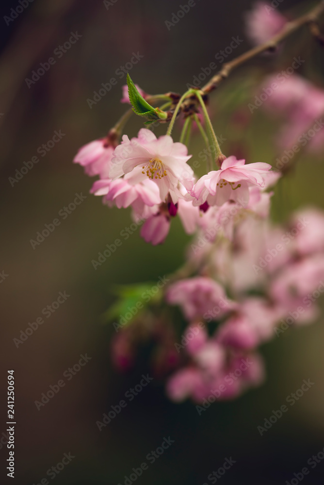 cherry blossoms in Spring. cherry blossoms in Spring.