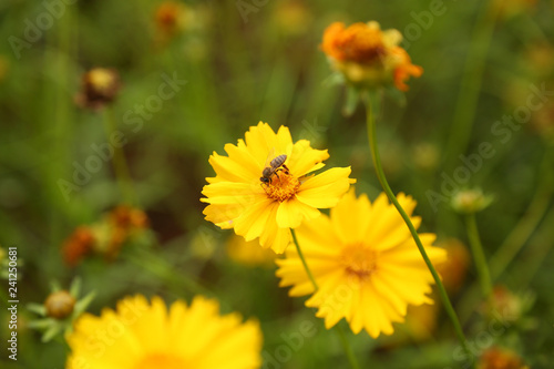 Bee and yellow flowers in garden