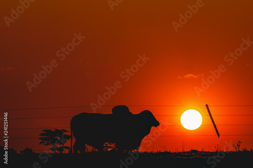 Silhouette of an ox on the farm with sun background. Photo in Brazil