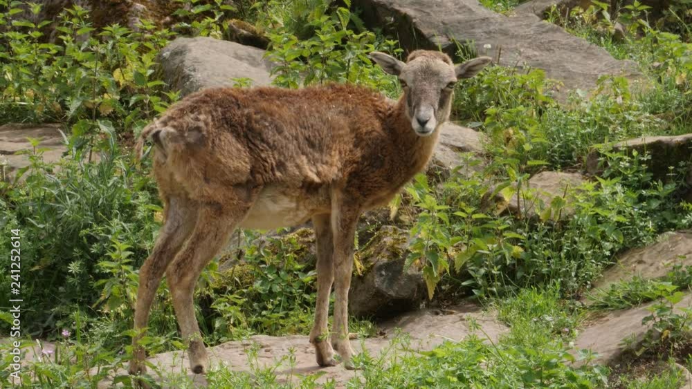 Young goat shakes its head, waggles ears, then puts head down and grazes in grass. Young goat shakes its head, waggles ears, then puts head down and grazes in grass.