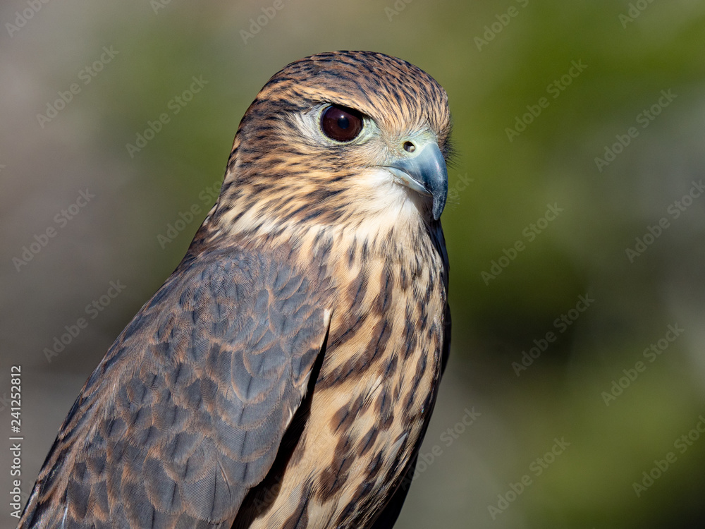 Merlin 1 Merlin 1