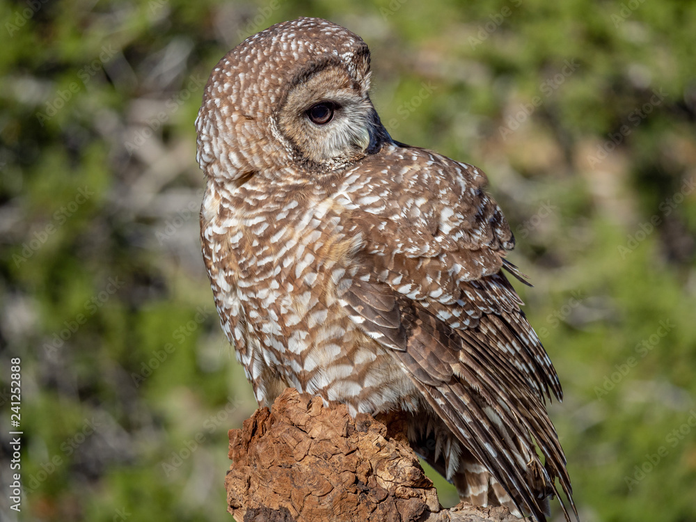 Fototapeta premium Mexican Spotted Owl 1