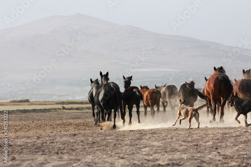 a plain with beautiful horses in sunny summer day in Turkey. Herd of thoroughbred horses. Horse herd run fast in desert dust against dramatic sunset sky. wild horses  © FATIR29
