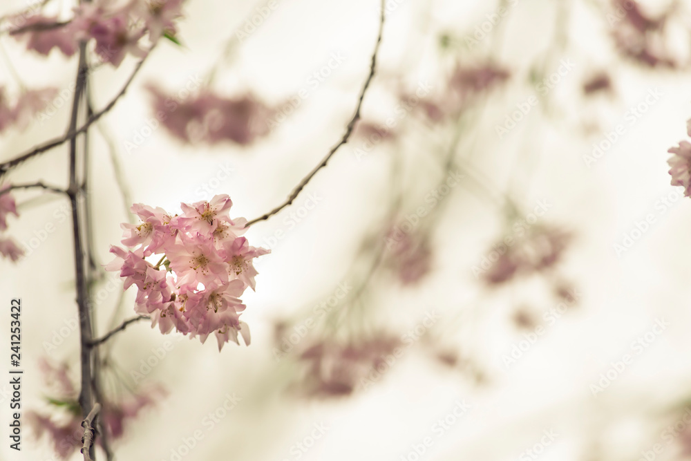cherry blossoms in Spring. Space for text.