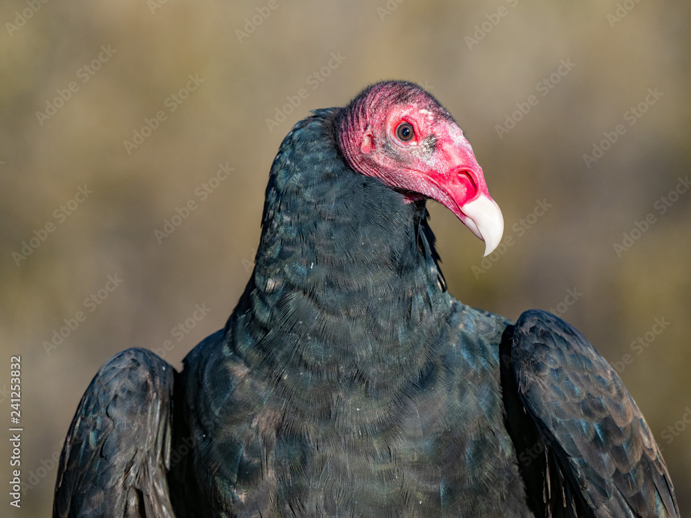 Turkey Vulture 4 Turkey Vulture 4