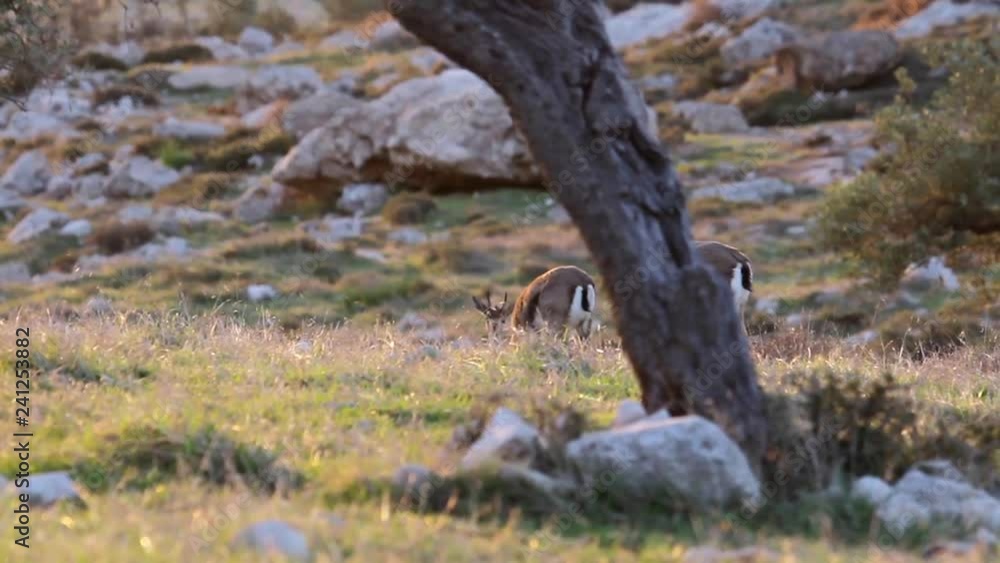 Young Israeli mountain gazelle in the nature Beautiful shot of Young Israeli mountain gazelle in the nature near olive tree Young Israeli mountain gazelle in the nature Beautiful shot of Young Israeli mountain gazelle in the nature near olive tree