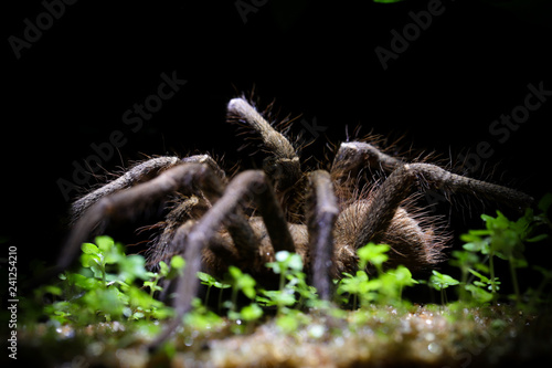 A male of Lasiodora tarantula from Brazilian Atlantic Forest, Minas Gerais. It has 14cm in diameter with stretched legs and it's very docile.