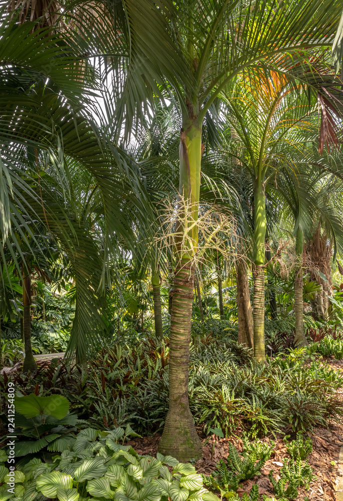 Carpoxykum Palm or Aneityum Palm, Carpoxylon macrospermum, palm tree Carpoxykum Palm or Aneityum Palm, Carpoxylon macrospermum, palm tree