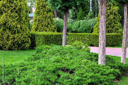 Garden with evergreen thuja bush, trimmed and trunks of pine trees.