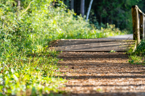 View of the Forest Road, heading deeper in the Woods