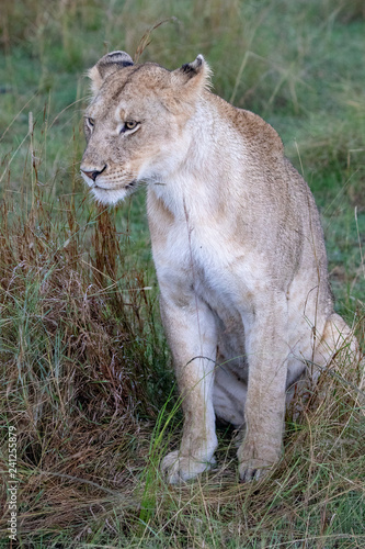 Lion in the Masai Mara, Kenya, Africa