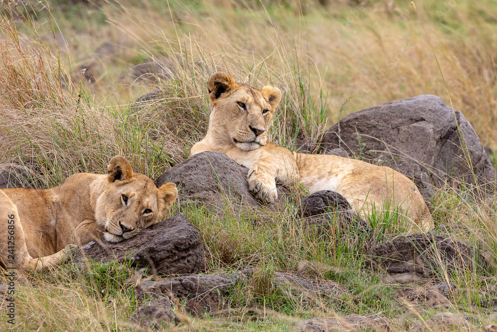 Lion brothers resting on the Masai Mara, Kenya, Africa Lion brothers resting on the Masai Mara, Kenya, Africa