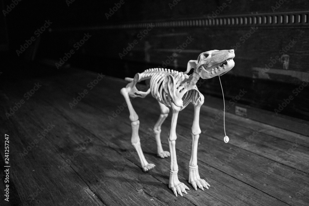 dog skeleton toy Stock Photo | Adobe Stock
