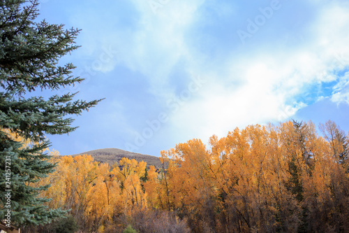 Colorado Fall Trees