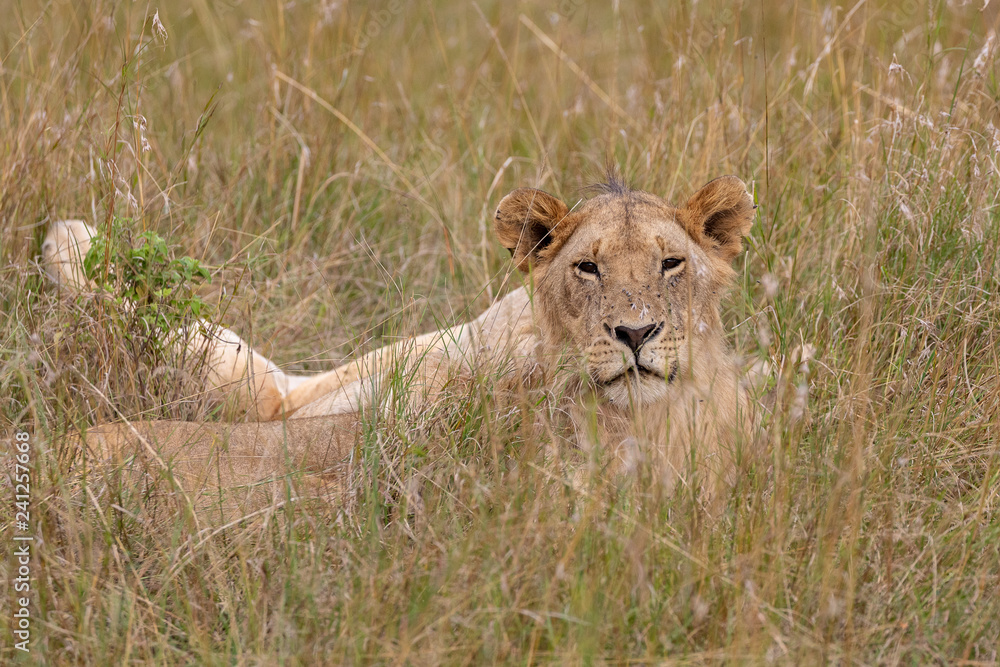 Lion resting in the grasslands on the Masai Mara, Kenya, Africa Lion resting in the grasslands on the Masai Mara, Kenya, Africa