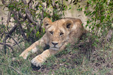 Lion isolated on safari in the Masai Mara, Kenya, Africa