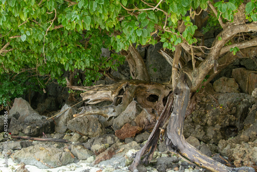 a beach tree a beach tree