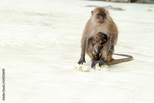 monkey in the sand