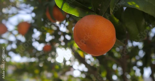 Clementine trees cultivation photo