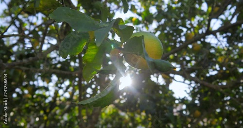 Lemon trees cultivation photo