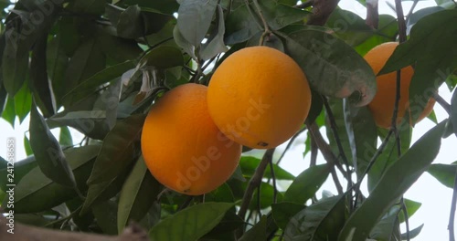 Orange trees cultivation photo