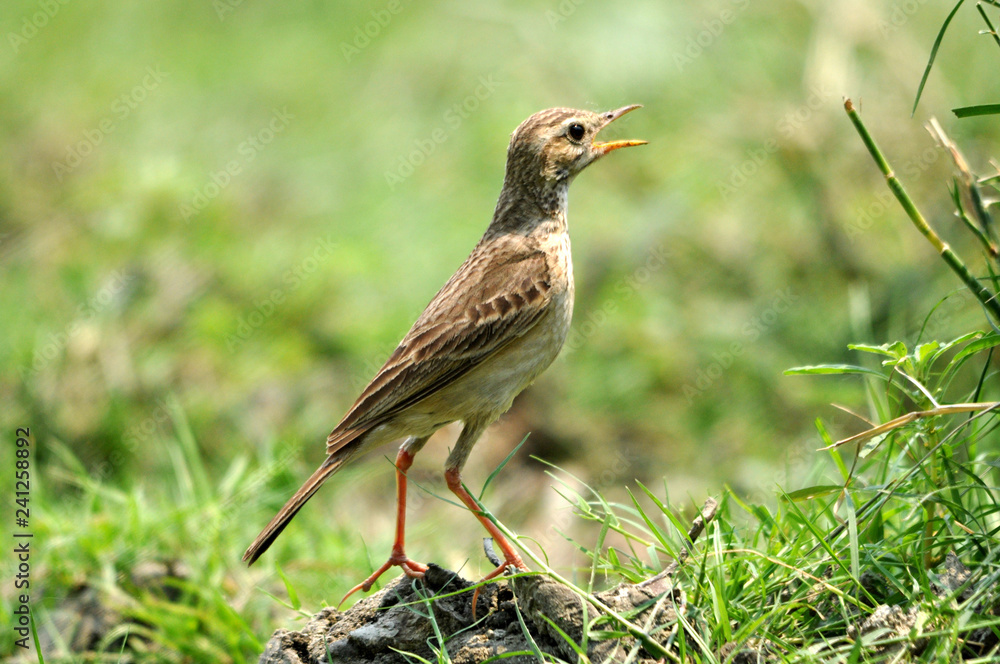 Pipit with green background Pipit with green background