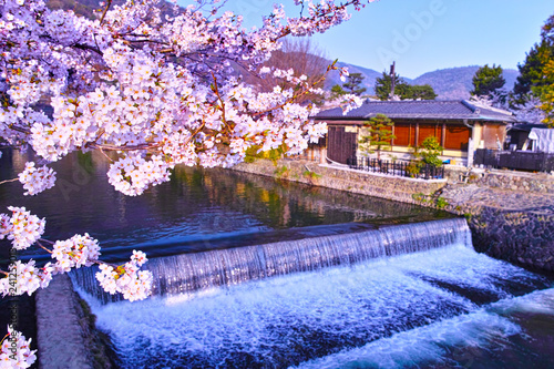 京都嵐山、春の桜咲く中ノ島橋から見る風景