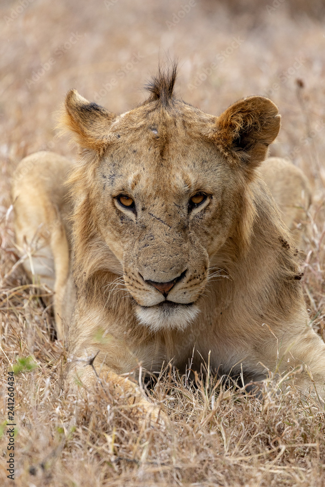 Fototapeta premium Lion portrait in Kenya, Africa