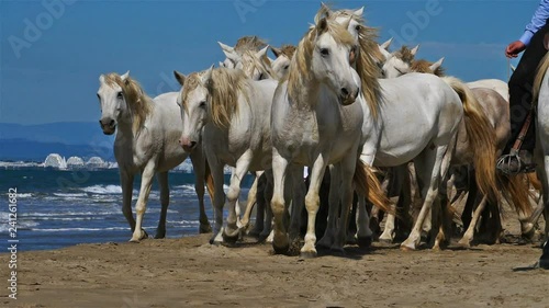 Herd of Camargue horses with gardians on the beach, Camargue, France